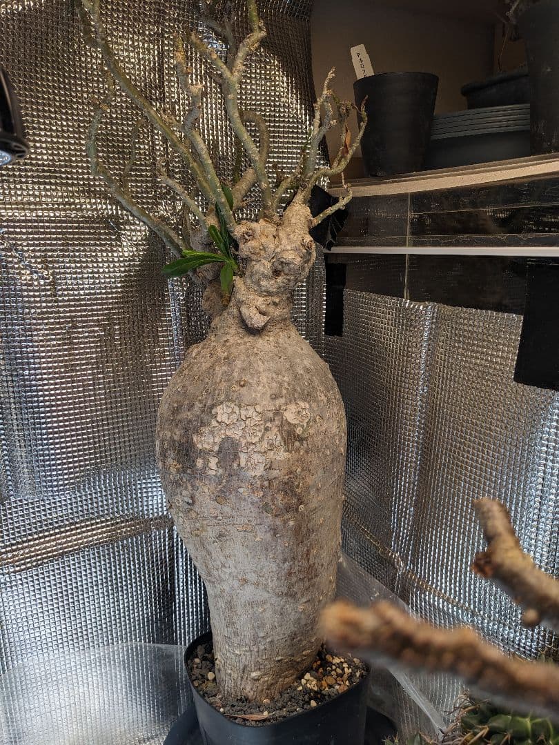 アデニウム.スワジクム