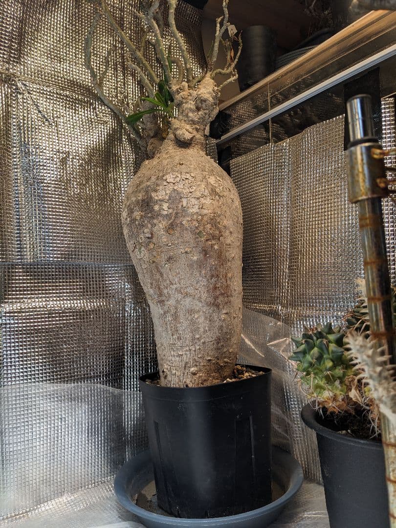 アデニウム.スワジクム