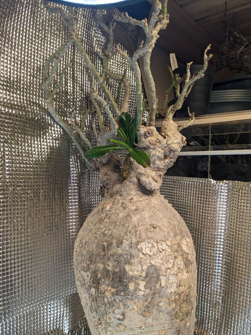 アデニウム.スワジクム