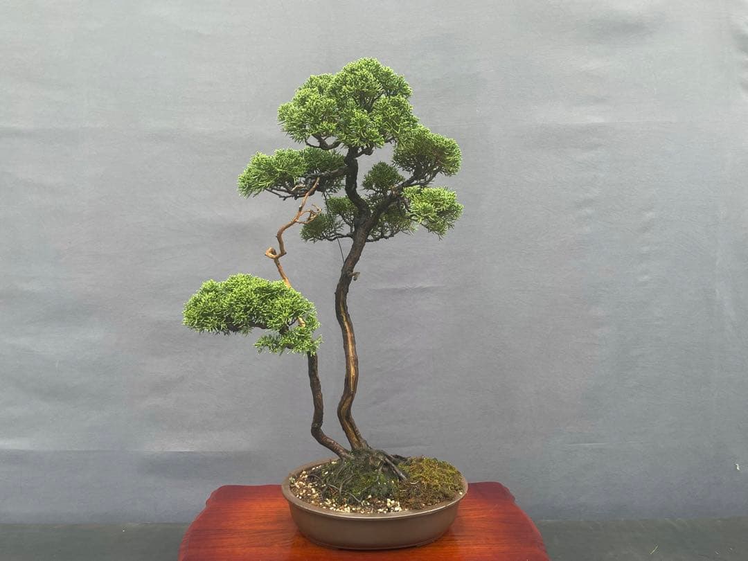 三河盆栽　紀州真柏　盆栽