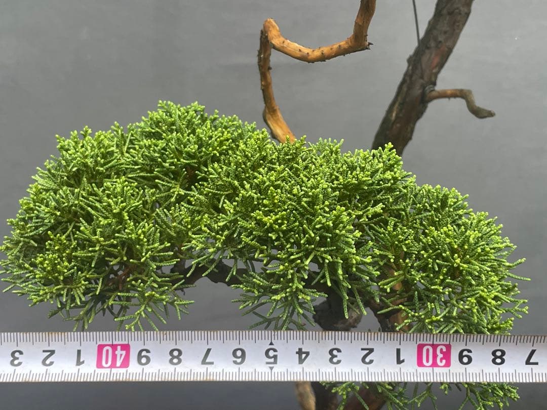 三河盆栽　紀州真柏　盆栽