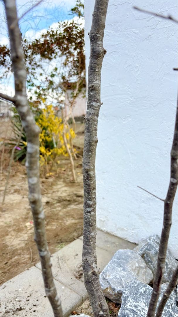 逸品。山採りアオハダ2.8M(鉢底から)