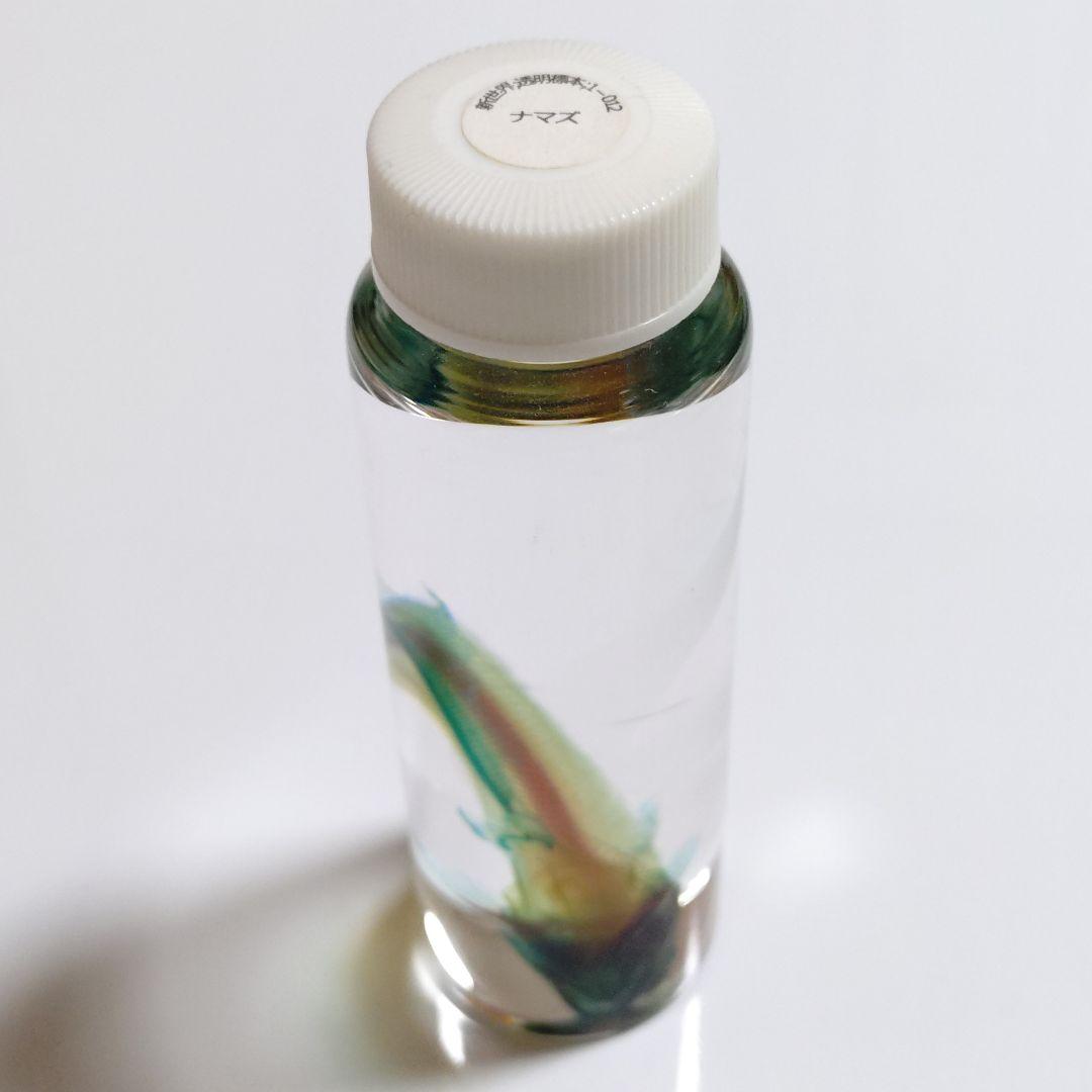 【良品】新世界透明標本 -ナマズ-