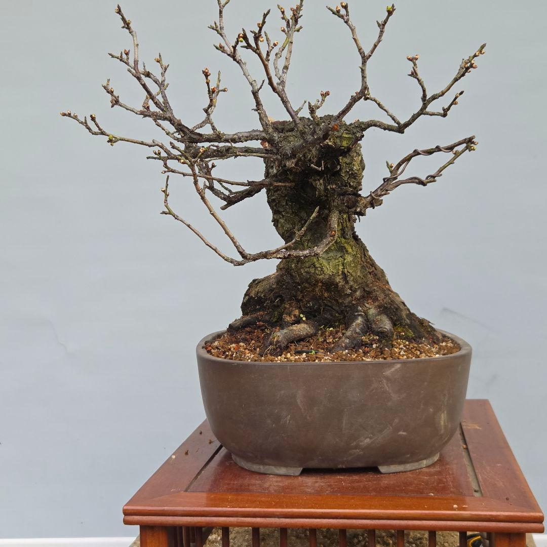 野梅　[舎利幹舎木]　　梅/中品盆栽