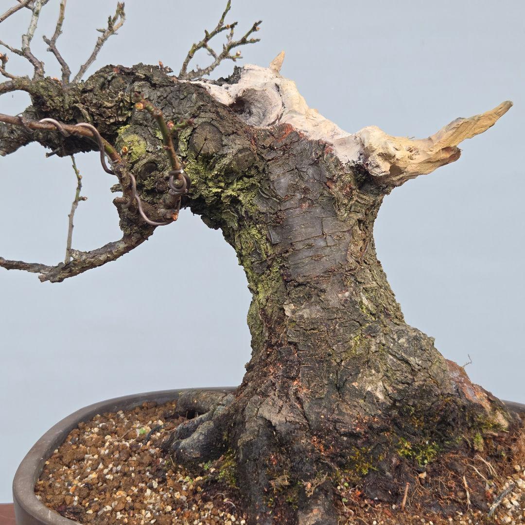 野梅　[舎利幹舎木]　　梅/中品盆栽
