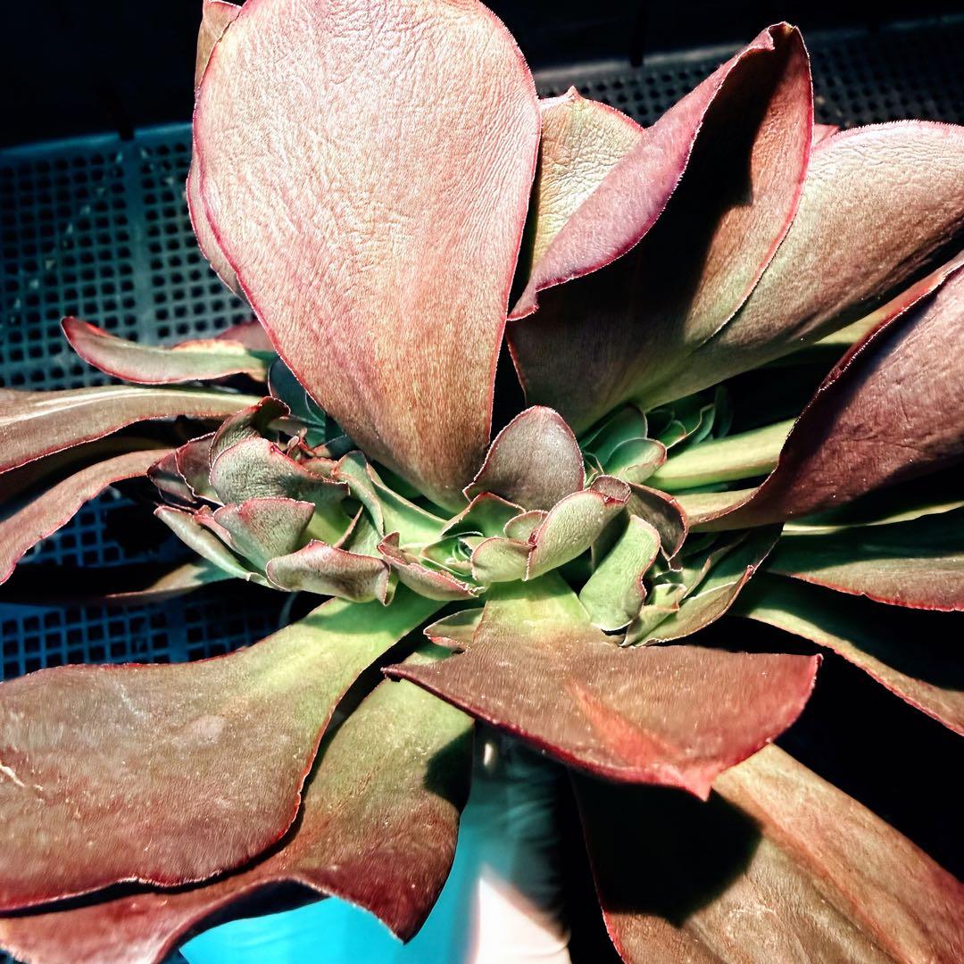 日本初上陸　超希少 新品種　魅彩神皇 錦　(群生) 法師錦　観葉植物