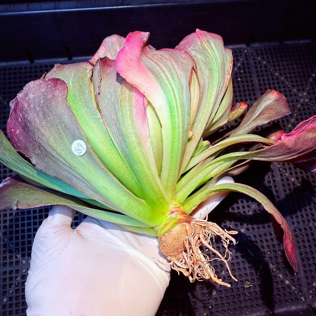 日本初上陸　超希少 新品種　魅彩神皇 錦　(群生) 法師錦　観葉植物