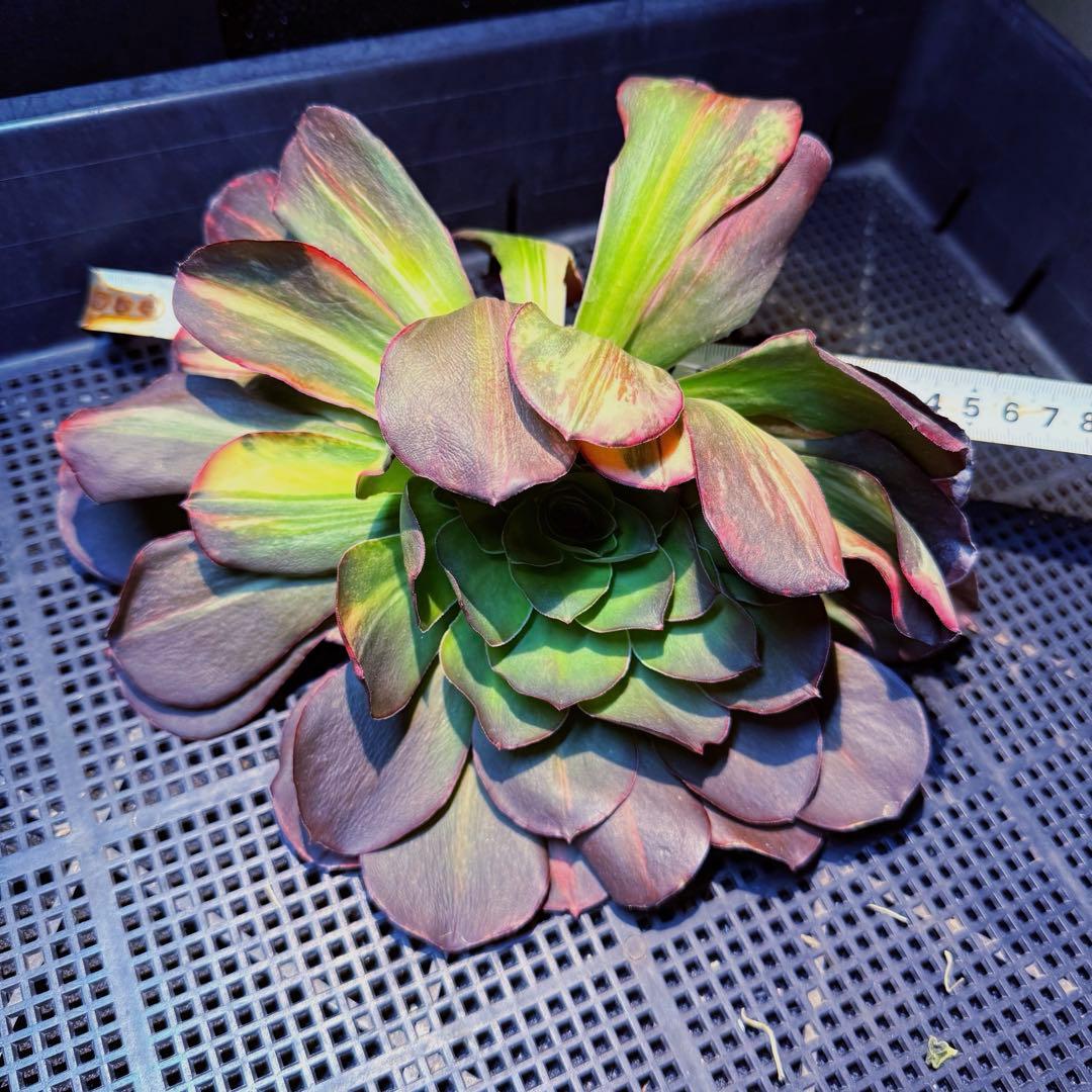 日本初上陸　超希少 新品種　魅彩神皇 錦　(群生) 法師錦　観葉植物