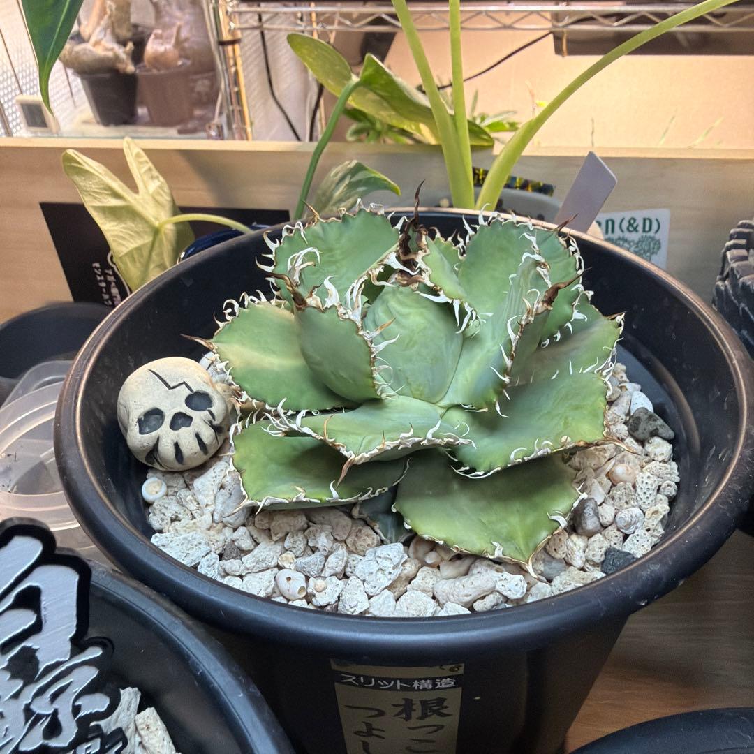 た*ね様 アガベ 5株セット