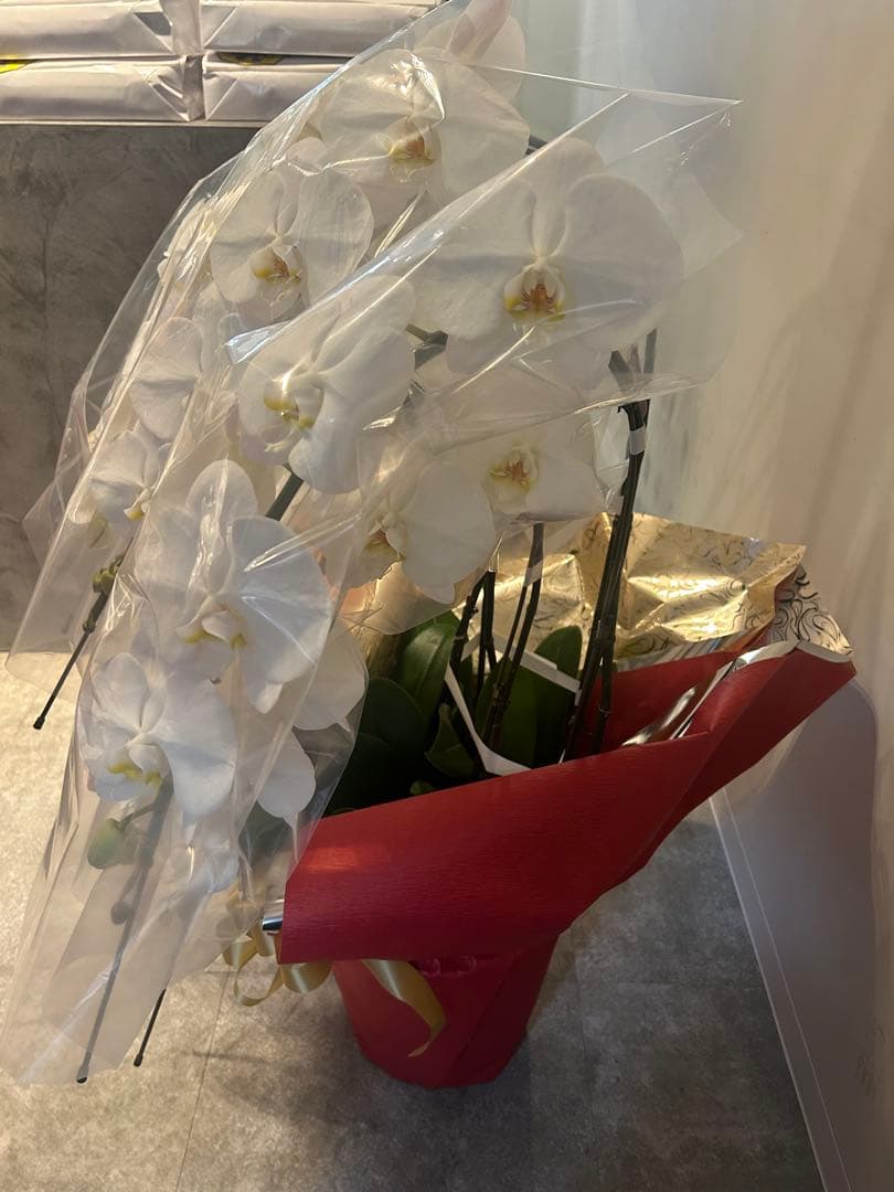 愛ふわふわ　白い胡蝶蘭　ラッピング付き　110センチ　北海道、沖縄発送不可