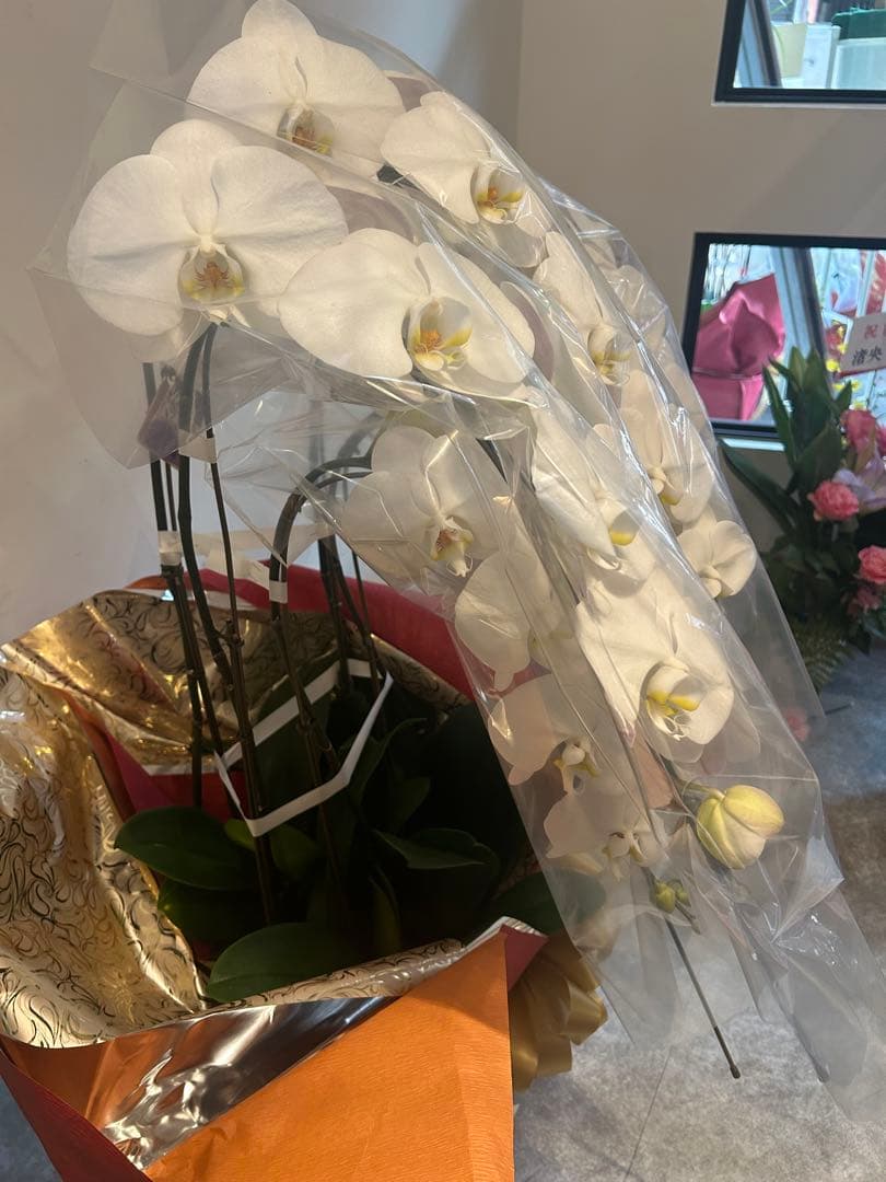 愛ふわふわ　白い胡蝶蘭　ラッピング付き　110センチ　北海道、沖縄発送不可