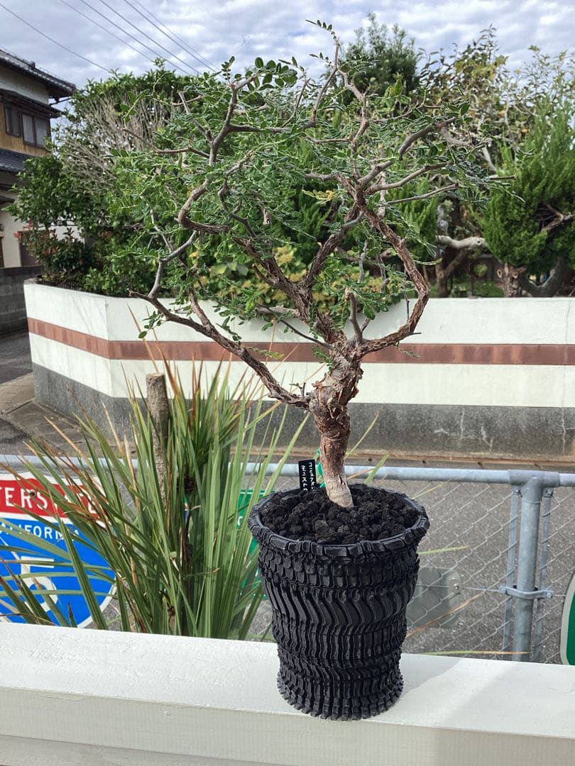 Nakano ーコミフォラ　モンストローサ　良型　鉢ごと　現地球