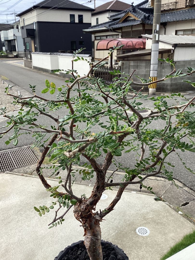 Nakano ーコミフォラ　モンストローサ　良型　鉢ごと　現地球