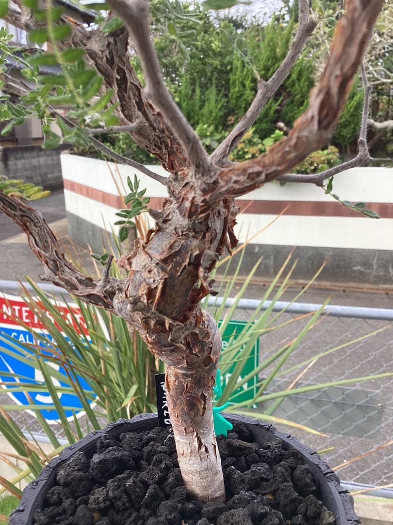 Nakano ーコミフォラ　モンストローサ　良型　鉢ごと　現地球