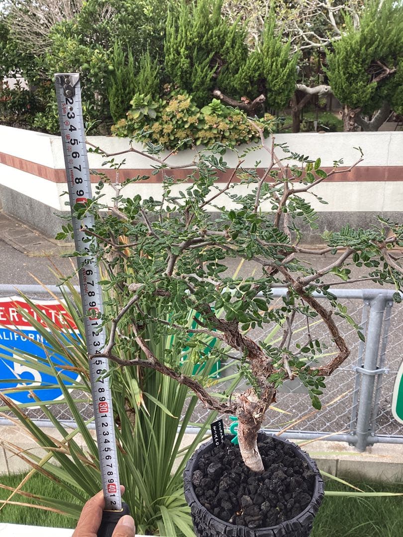 Nakano ーコミフォラ　モンストローサ　良型　鉢ごと　現地球