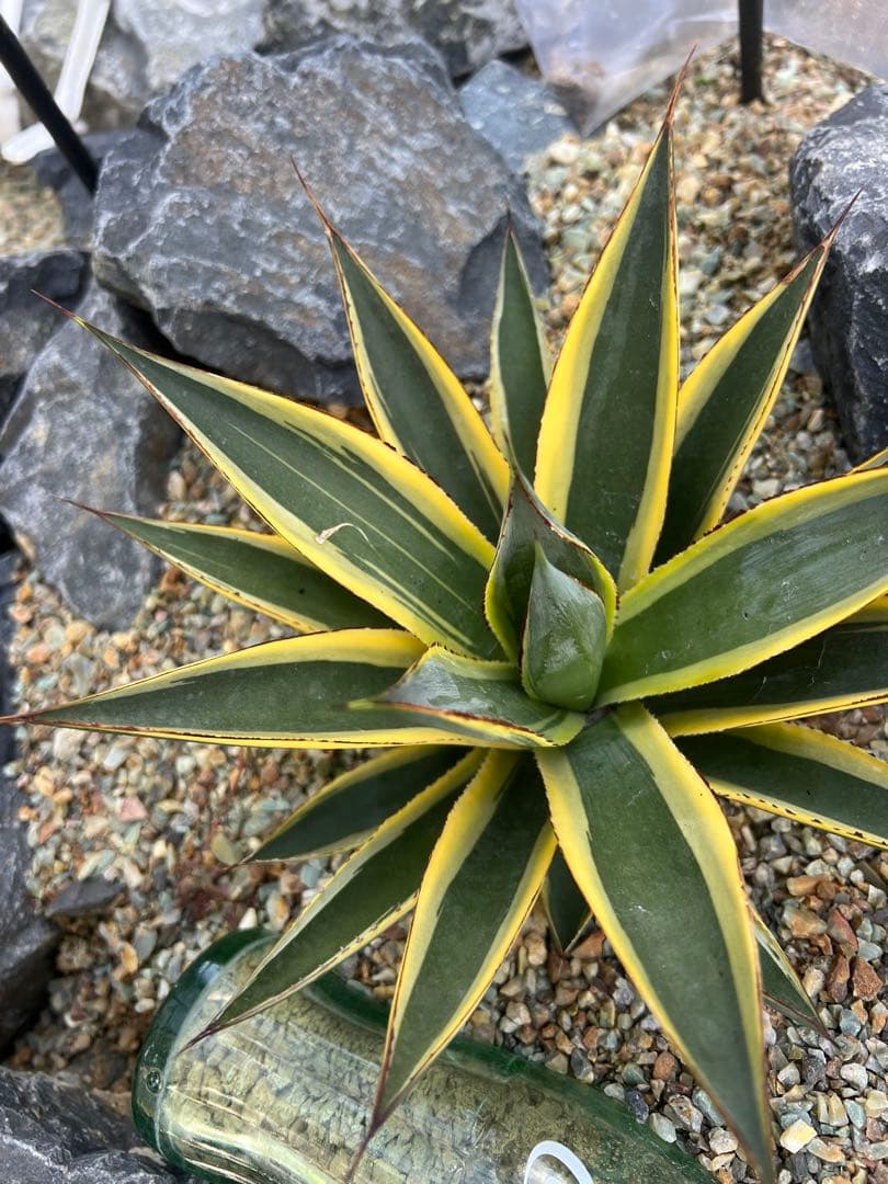 の*り様 サングロー　２株セット　アガベ