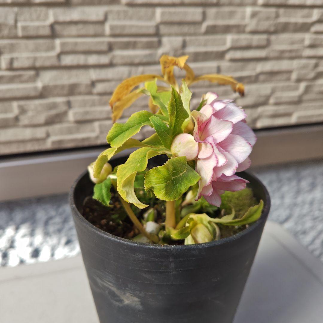 ヒ*イ様 クリスマスローズ 広瀬園芸 ddピンクぼかしオーレア