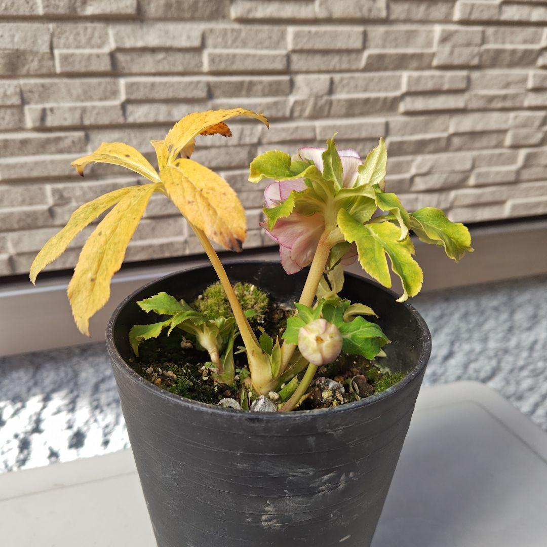 ヒ*イ様 クリスマスローズ 広瀬園芸 ddピンクぼかしオーレア