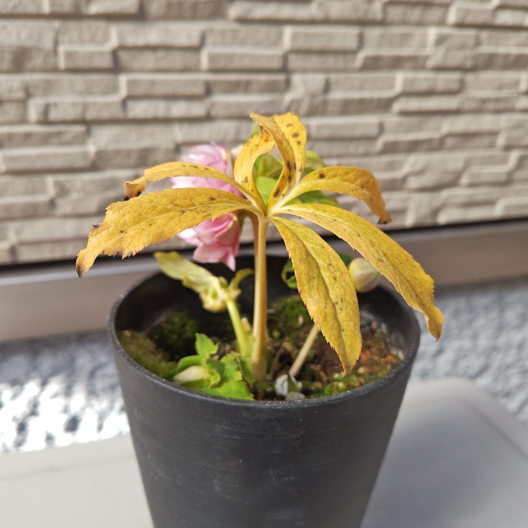 ヒ*イ様 クリスマスローズ 広瀬園芸 ddピンクぼかしオーレア