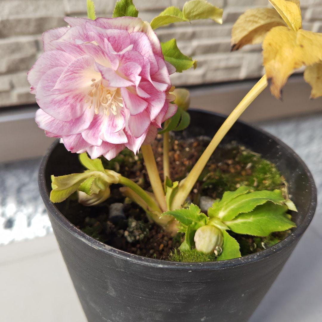 ヒ*イ様 クリスマスローズ 広瀬園芸 ddピンクぼかしオーレア