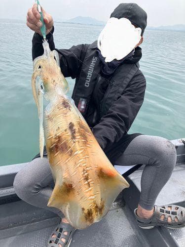 ダイワ アナリスター ライトゲーム 82 H-190