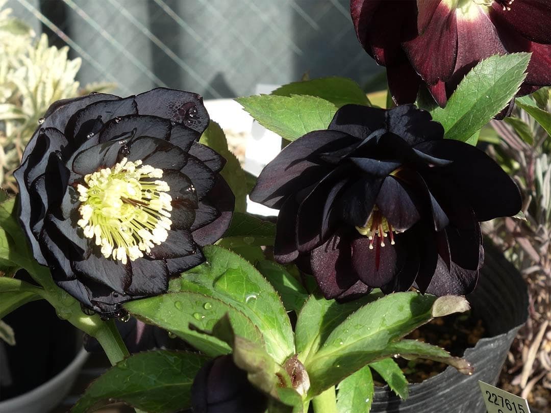 クリスマスローズ dd ブラックダークパープル グロッシーカラー