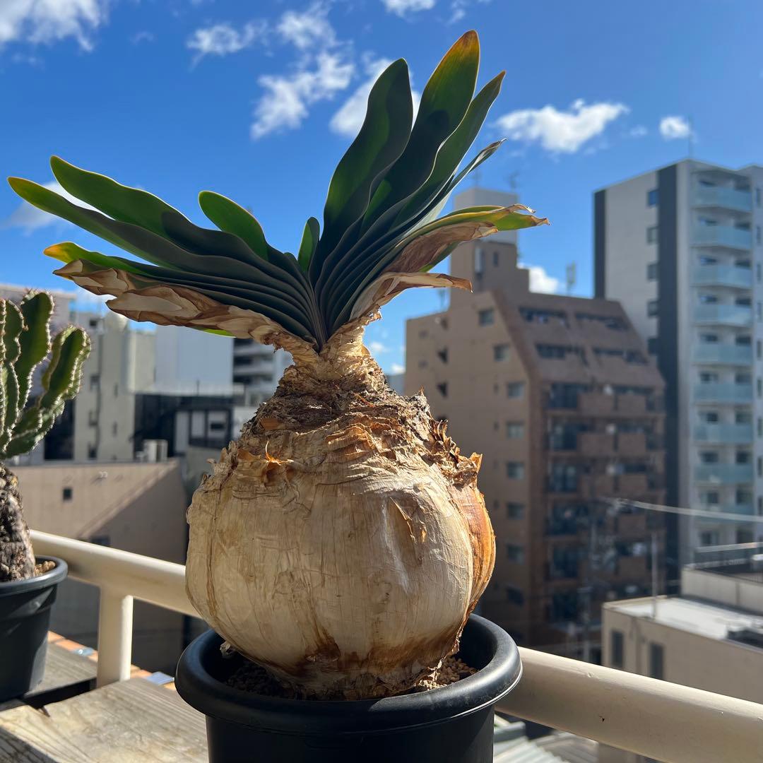 ブーファン・ハエマンソイデス（Boophone haemanthoides）塊根