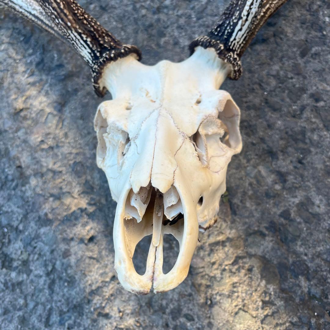 鹿の角 両角 顔付き エゾシカの角