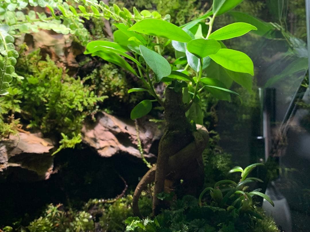 No.90 カエルリウム　イモリウム　テラリウム　苔テラリウム　苔アート