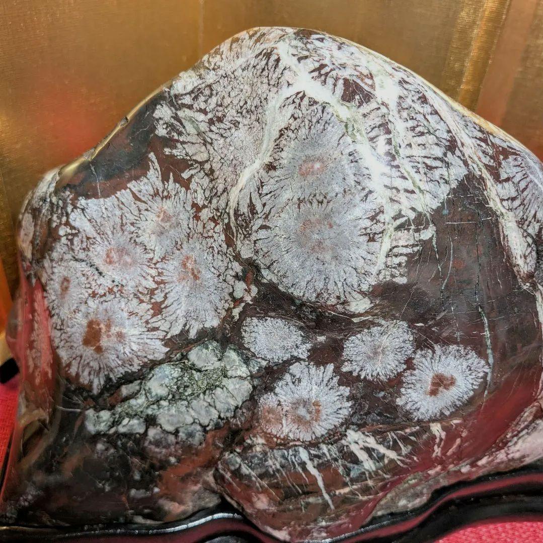 菊花石 岐阜県根尾谷産7.9㌔ 鑑賞石 観賞石 水石 盆石 天然石 鉱物