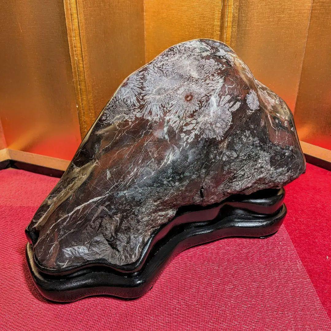 菊花石 岐阜県根尾谷産7.9㌔ 鑑賞石 観賞石 水石 盆石 天然石 鉱物