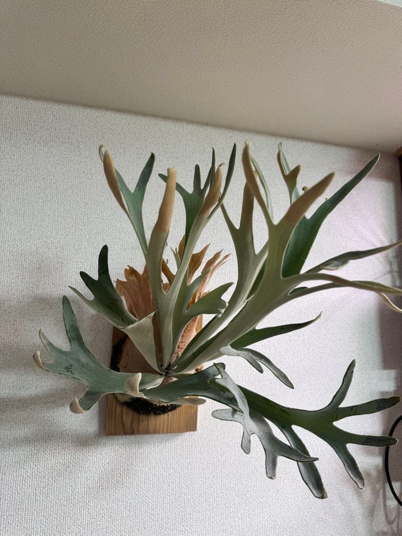 P. Hakuna Matata ハクナマタタ　ビカクシダ F301 OC 緑