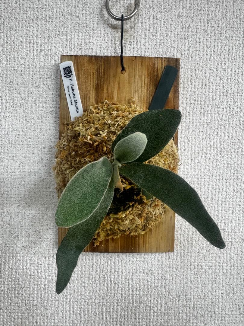 P. Hakuna Matata ハクナマタタ　ビカクシダ F301 OC 緑