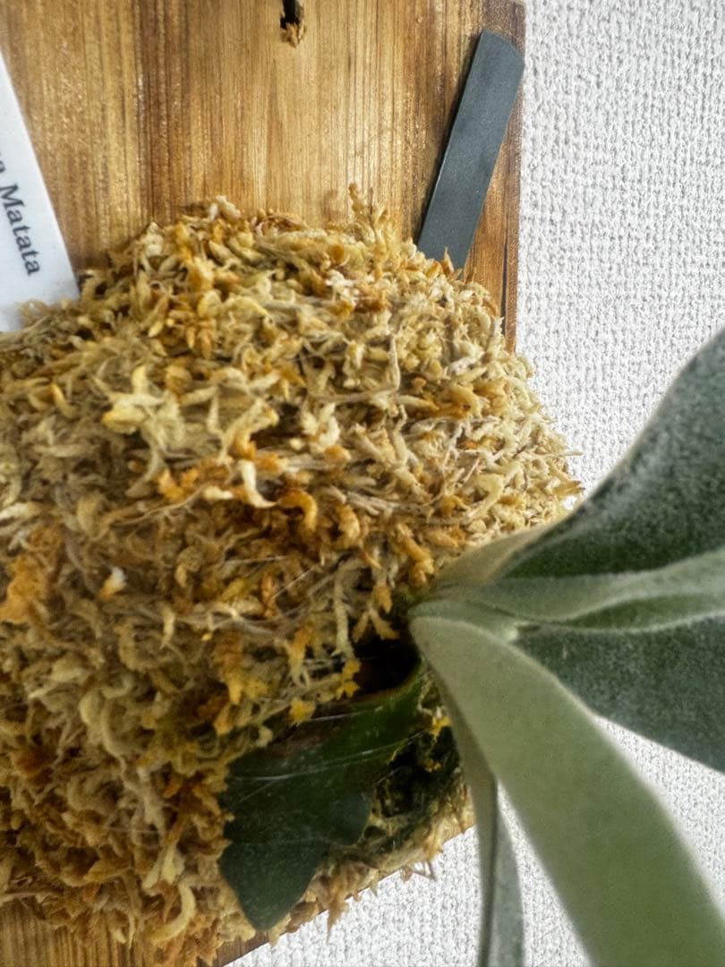 P. Hakuna Matata ハクナマタタ　ビカクシダ F301 OC 緑