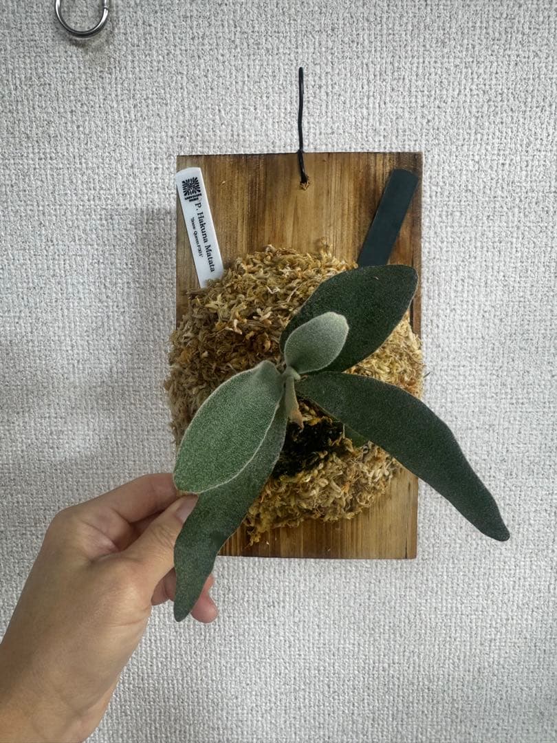 P. Hakuna Matata ハクナマタタ　ビカクシダ F301 OC 緑