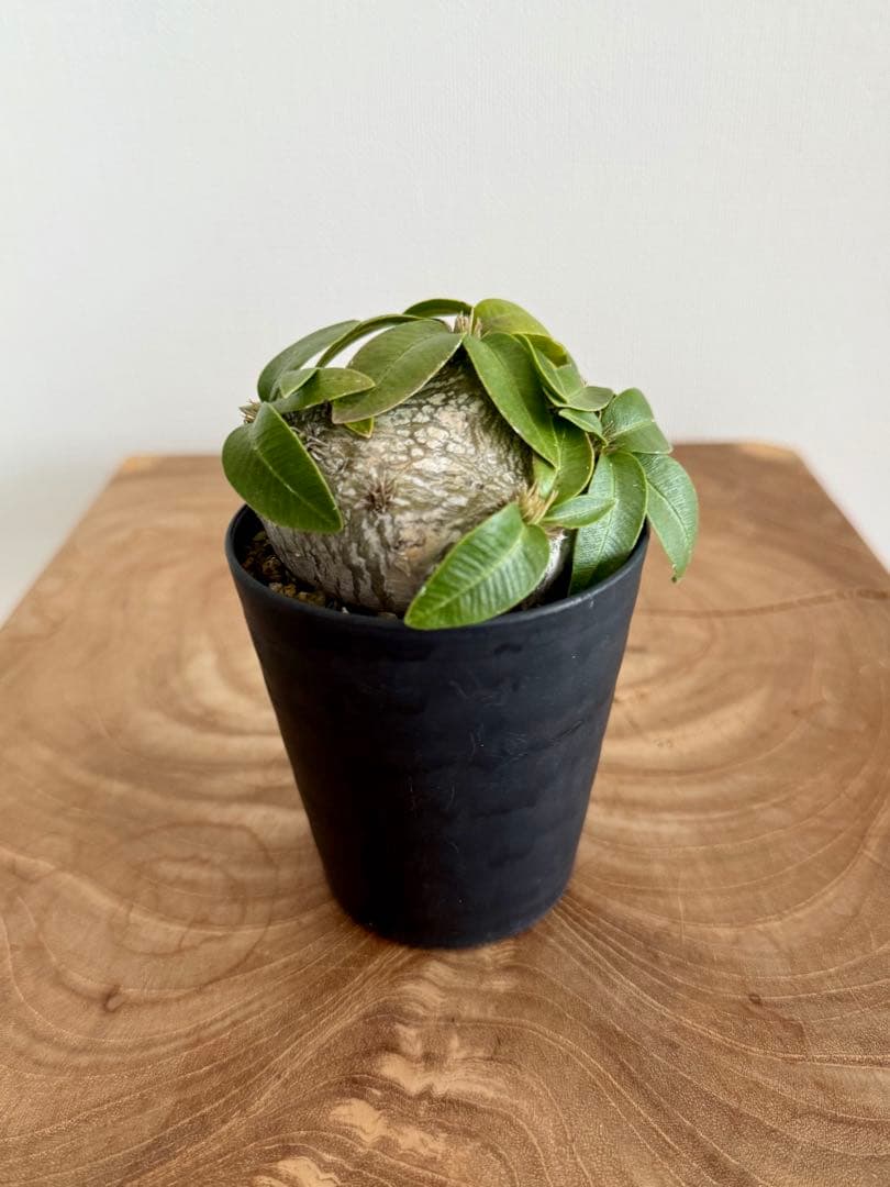 パキポディウム ブレビカウレ 恵比寿笑 良型 現地球 発根済み