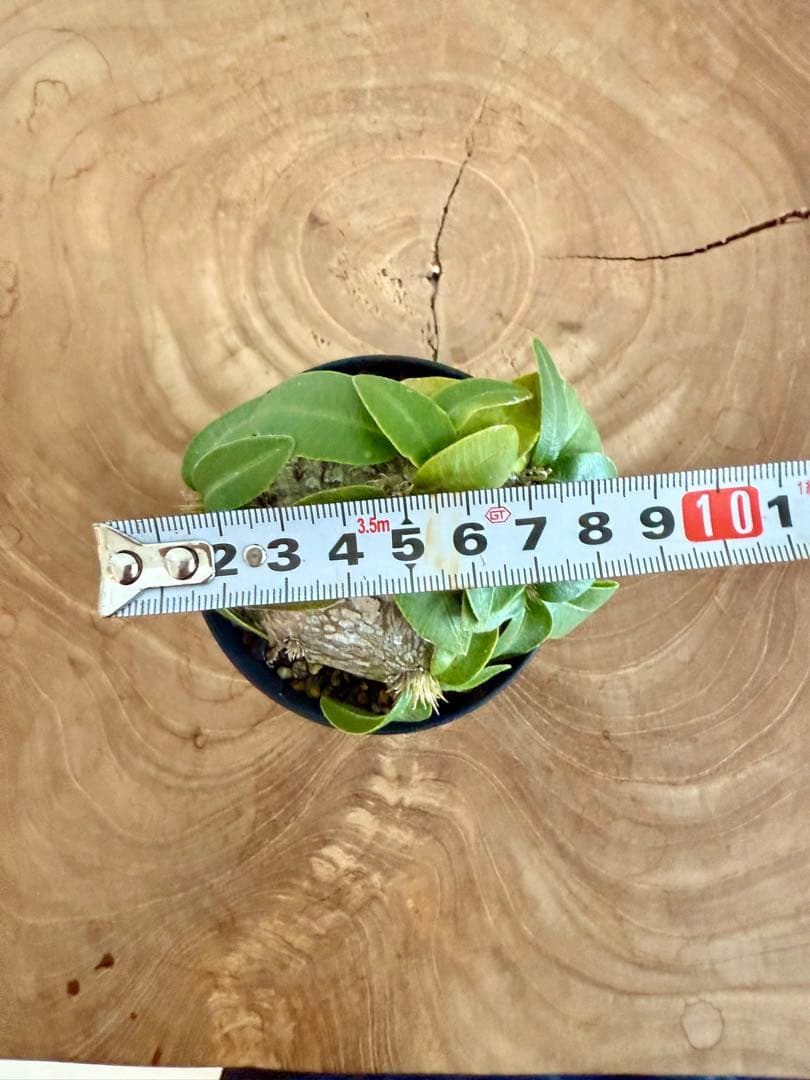 パキポディウム ブレビカウレ 恵比寿笑 良型 現地球 発根済み