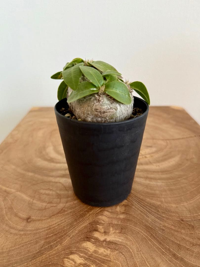 パキポディウム ブレビカウレ 恵比寿笑 良型 現地球 発根済み