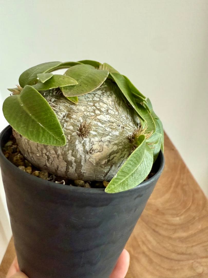 パキポディウム ブレビカウレ 恵比寿笑 良型 現地球 発根済み