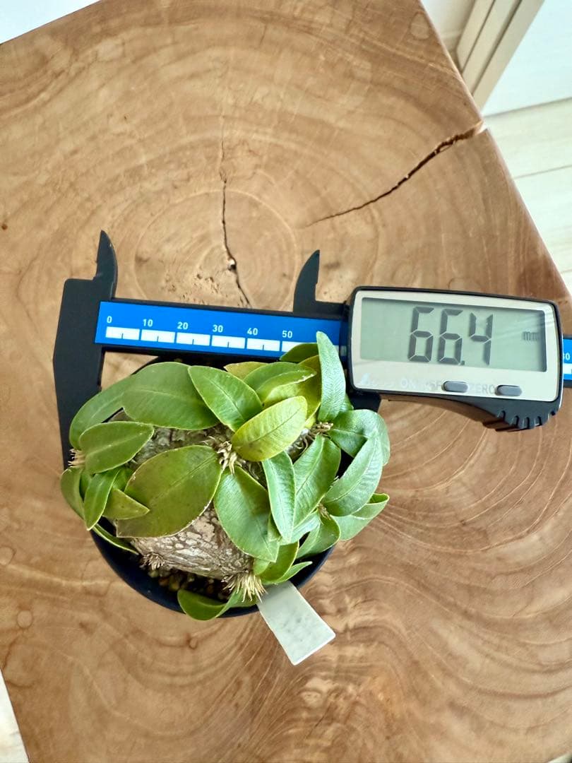 パキポディウム ブレビカウレ 恵比寿笑 良型 現地球 発根済み