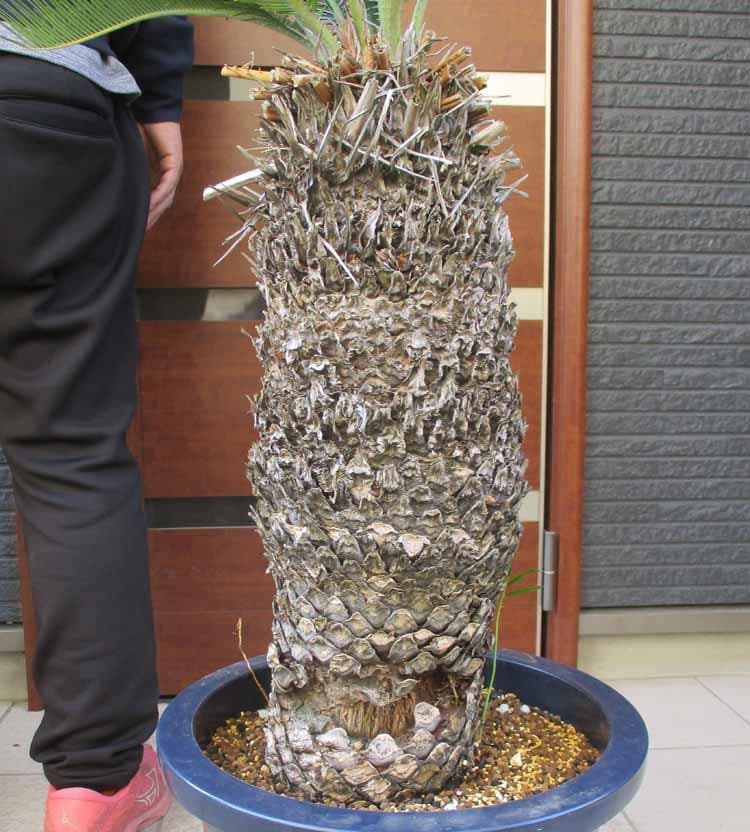 【現品】大株　蘇鉄（ソテツ）超大株　12号　Aせ番