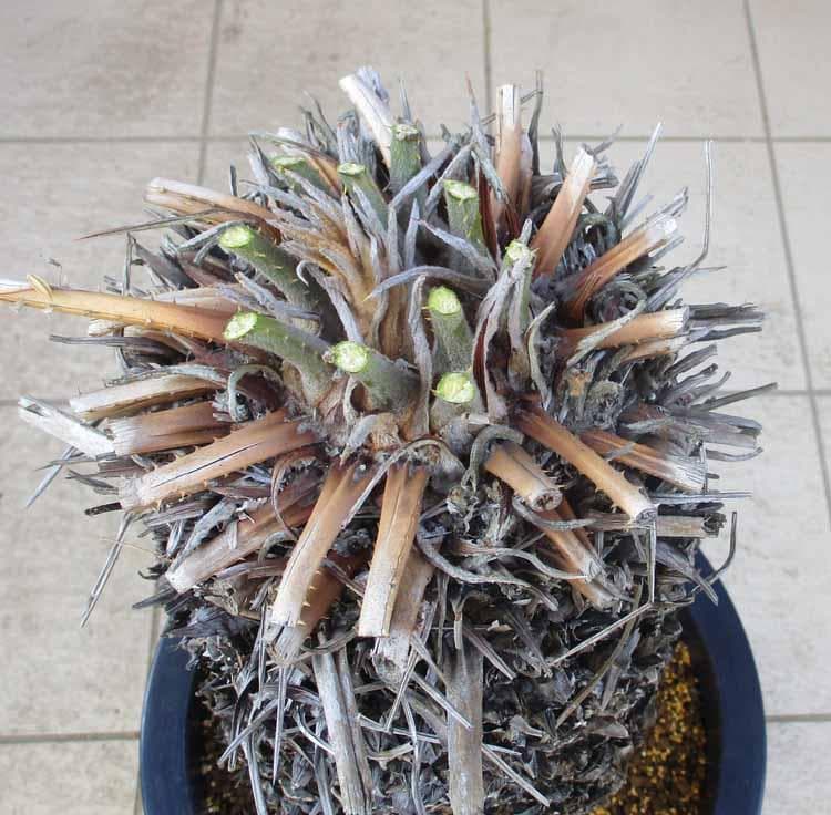 【現品】大株　蘇鉄（ソテツ）超大株　12号　Aせ番