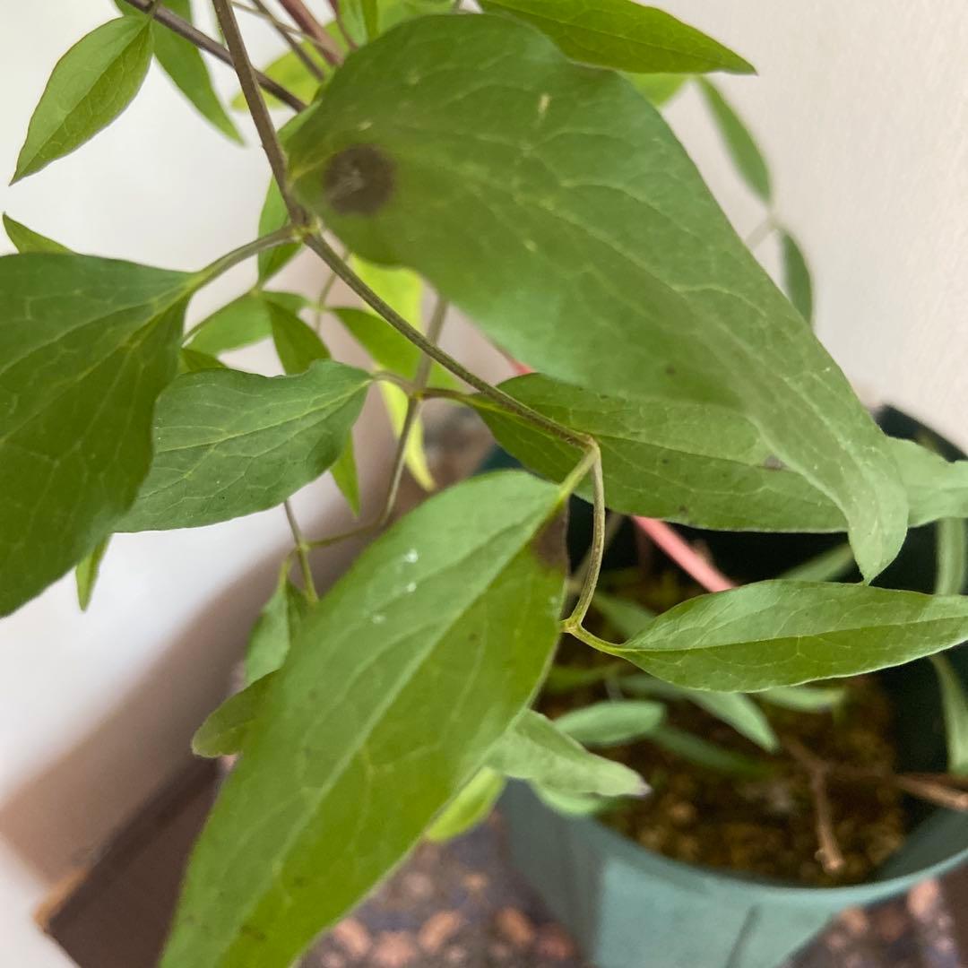 クレマチス　５種　　専用