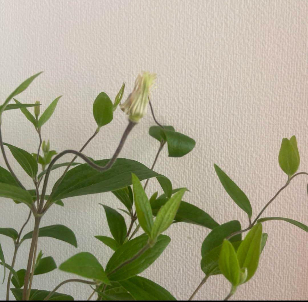 クレマチス　５種　　専用