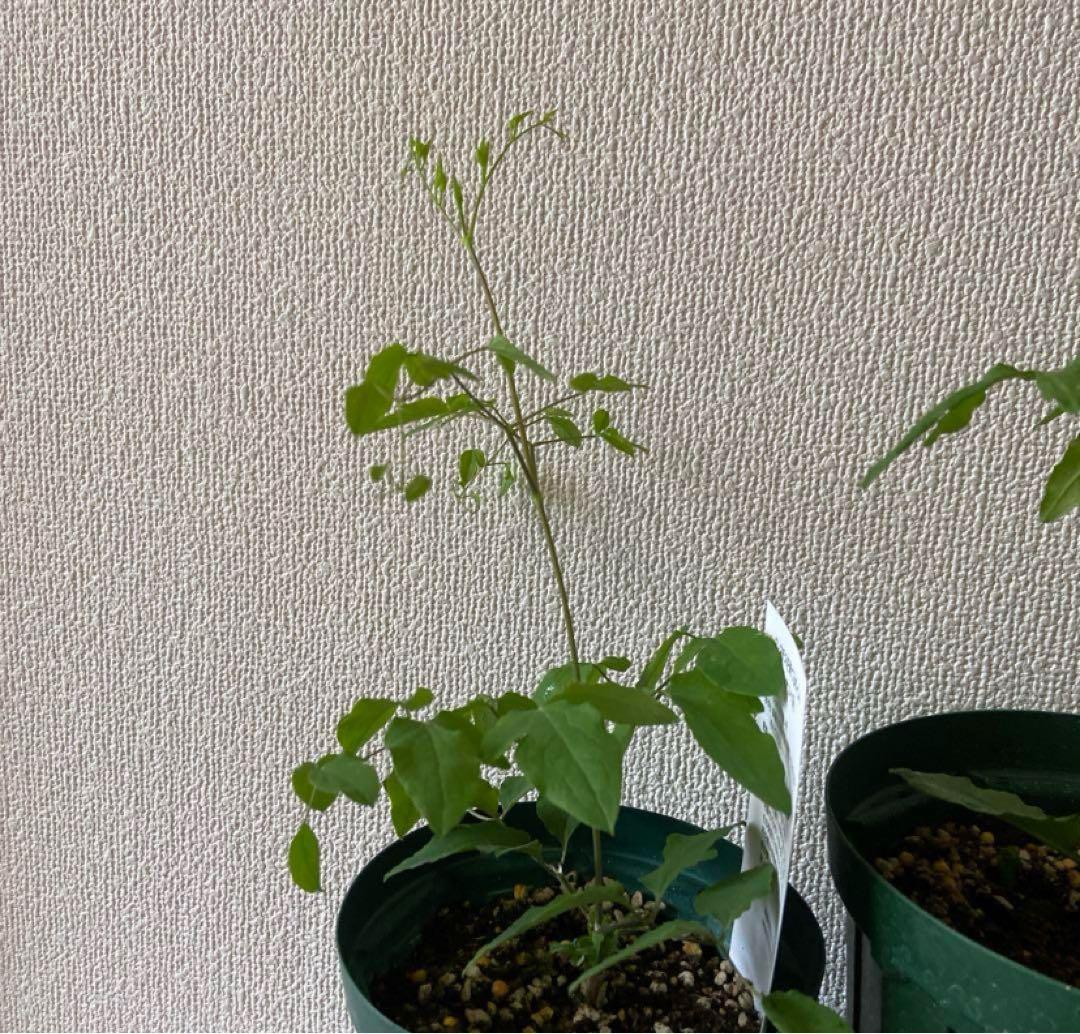 クレマチス　５種　　専用