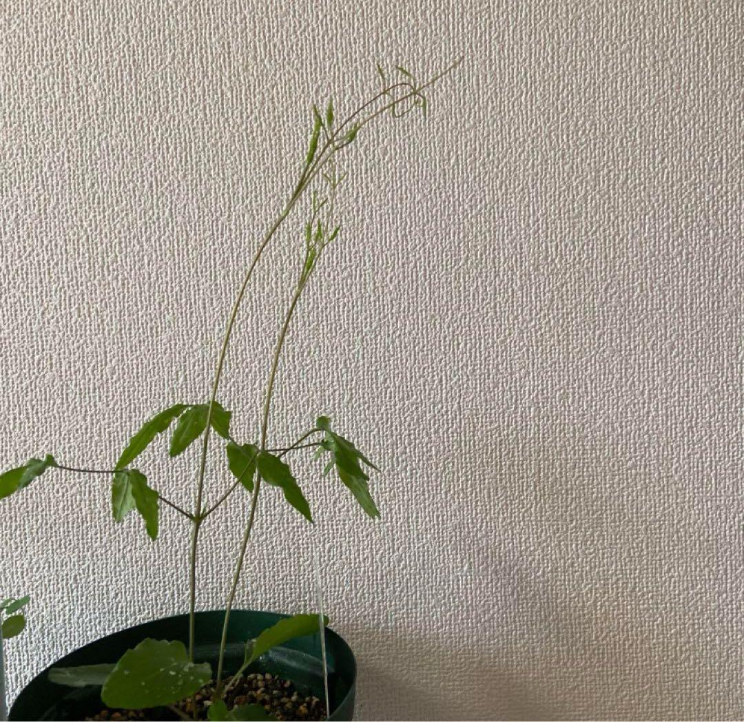 クレマチス　５種　　専用