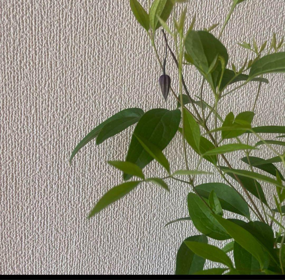 クレマチス　５種　　専用