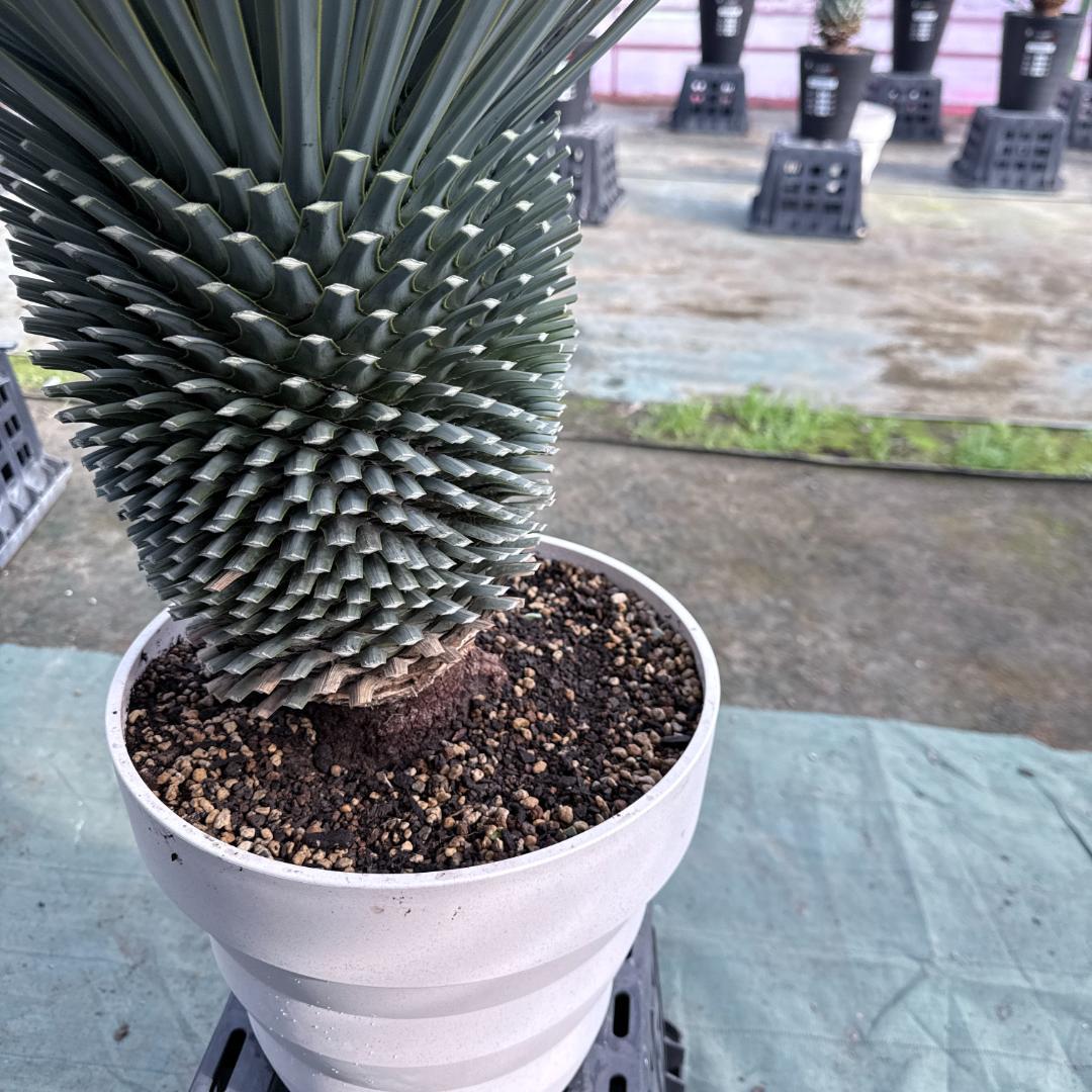 【AL-F1161】ユッカ　ロストラータ　超美形　極太　強シルバー個体