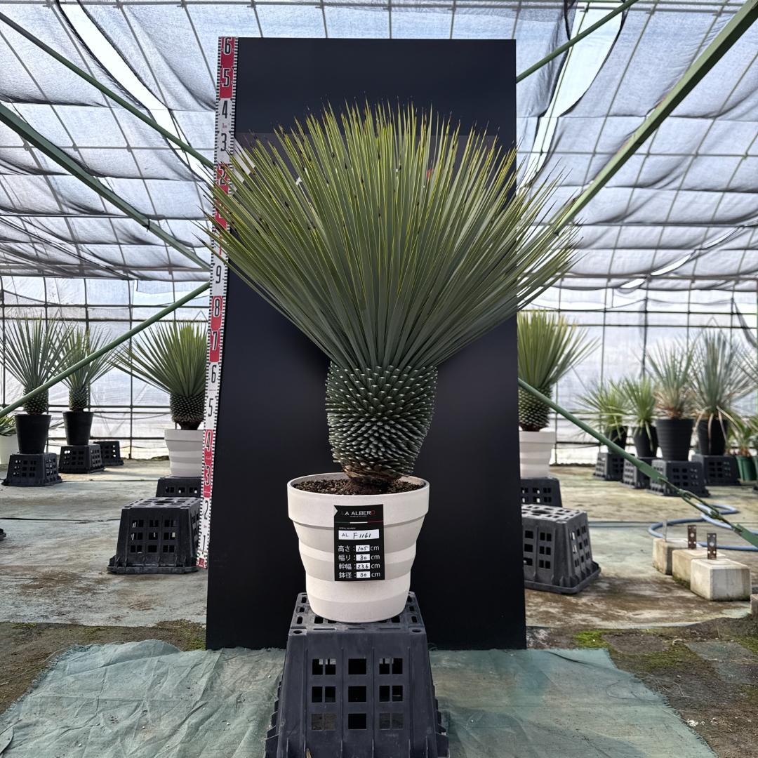 【AL-F1161】ユッカ　ロストラータ　超美形　極太　強シルバー個体