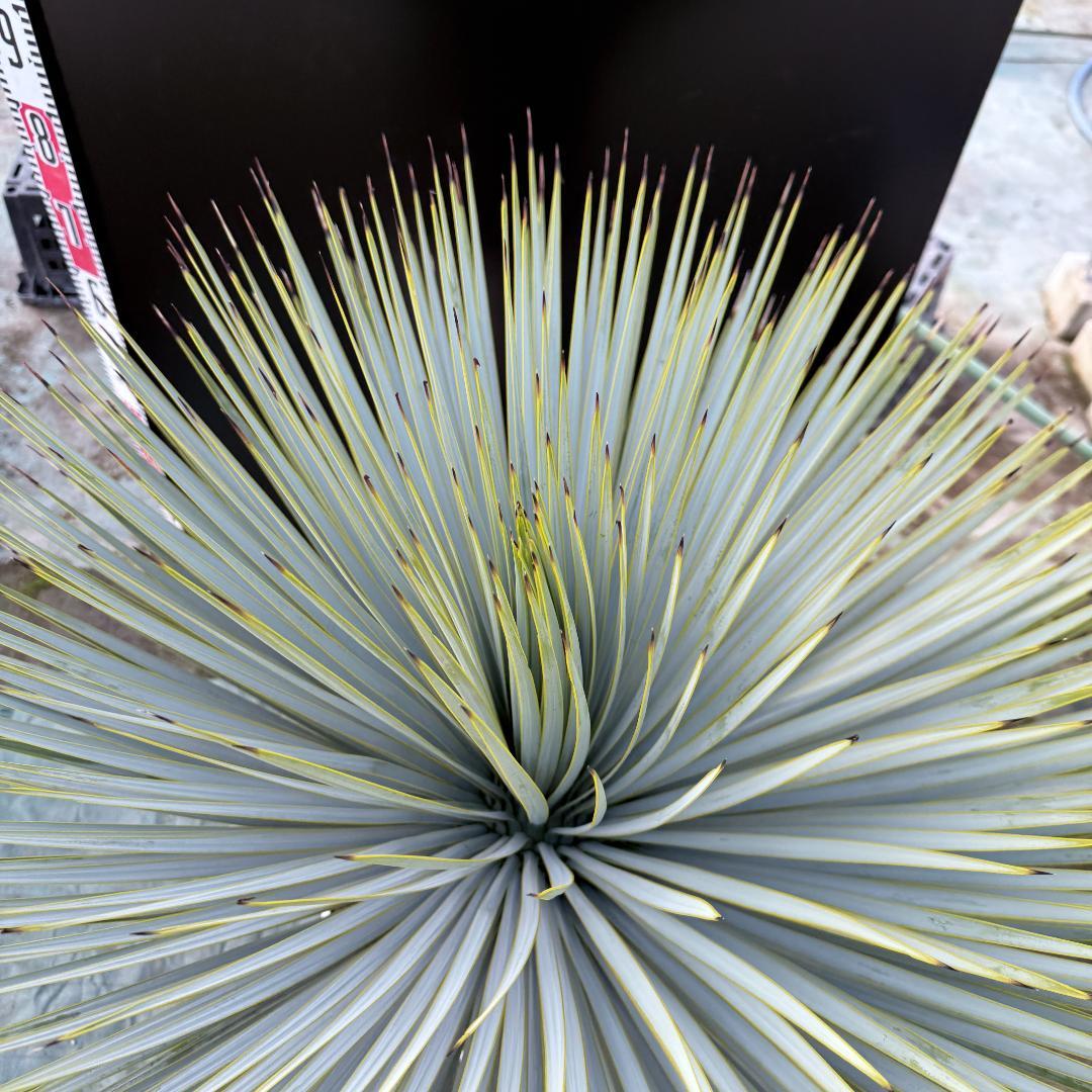 【AL-F1161】ユッカ　ロストラータ　超美形　極太　強シルバー個体